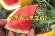 娱乐吃瓜名字大全,揭秘那些令人捧腹的“吃瓜”名字背后的故事